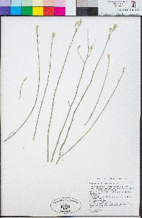 Stephanomeria pauciflora image