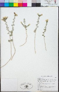 Brickellia nevinii image