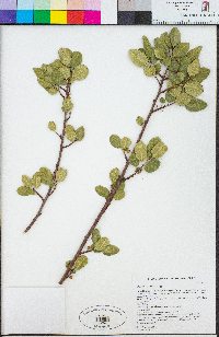 Rhamnus ilicifolia image