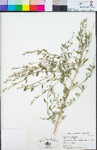 Chenopodium atrovirens image