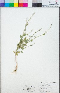 Chenopodium atrovirens image