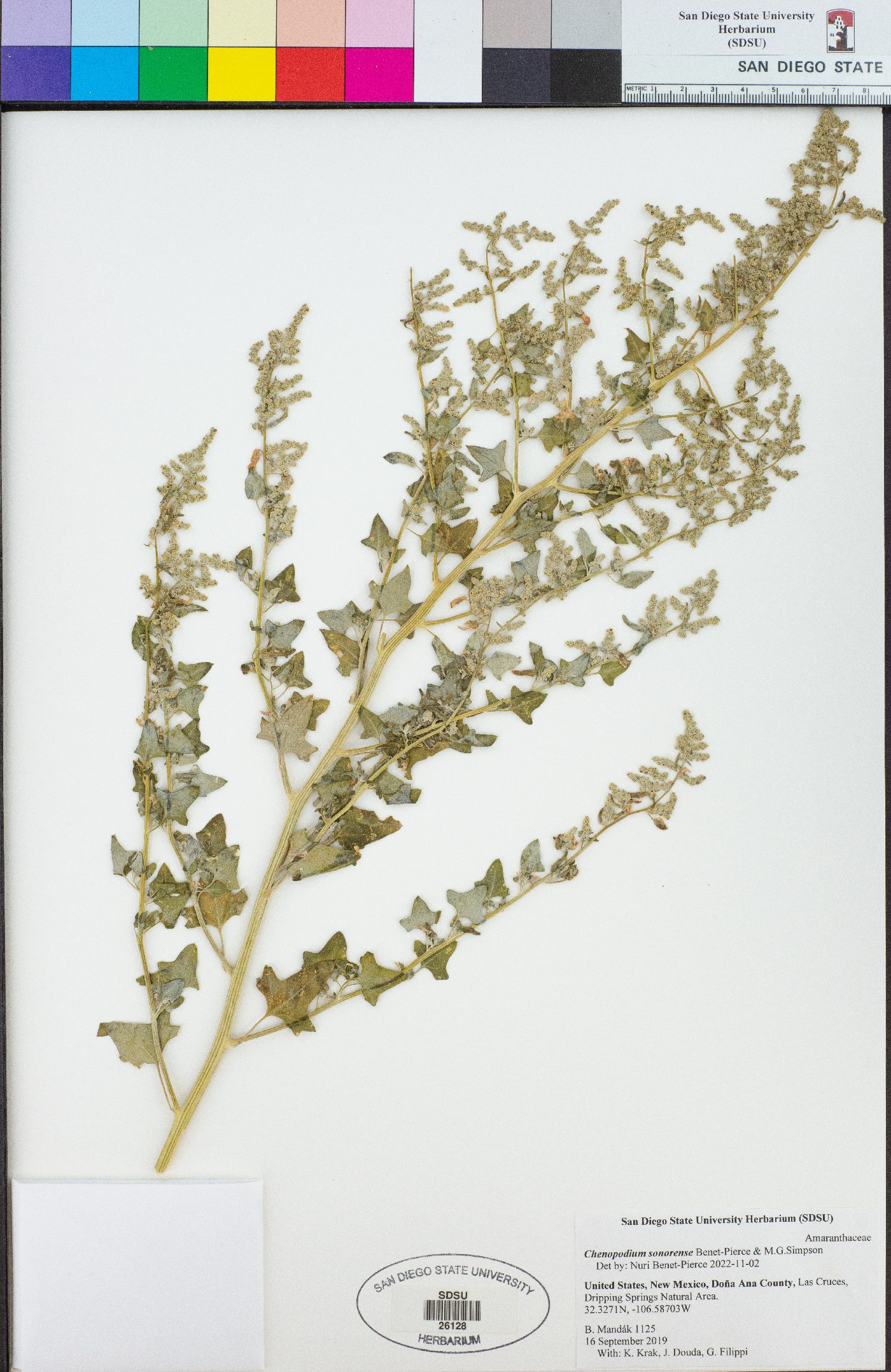 Chenopodium sonorense image