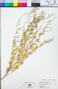 Chenopodium fremontii image