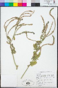 Verbena lasiostachys image