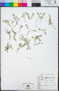 Euphorbia albomarginata image