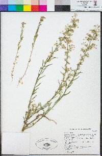 Erigeron canadensis image