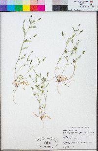 Astragalus gambelianus image