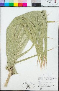 Washingtonia robusta image