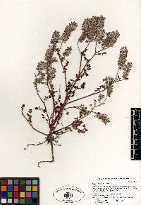 Phacelia cryptantha image