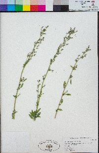 Chenopodium simpsonii image