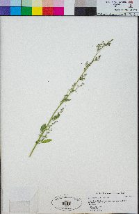Chenopodium wahlii image