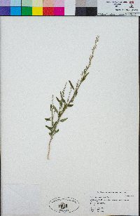 Chenopodium wahlii image