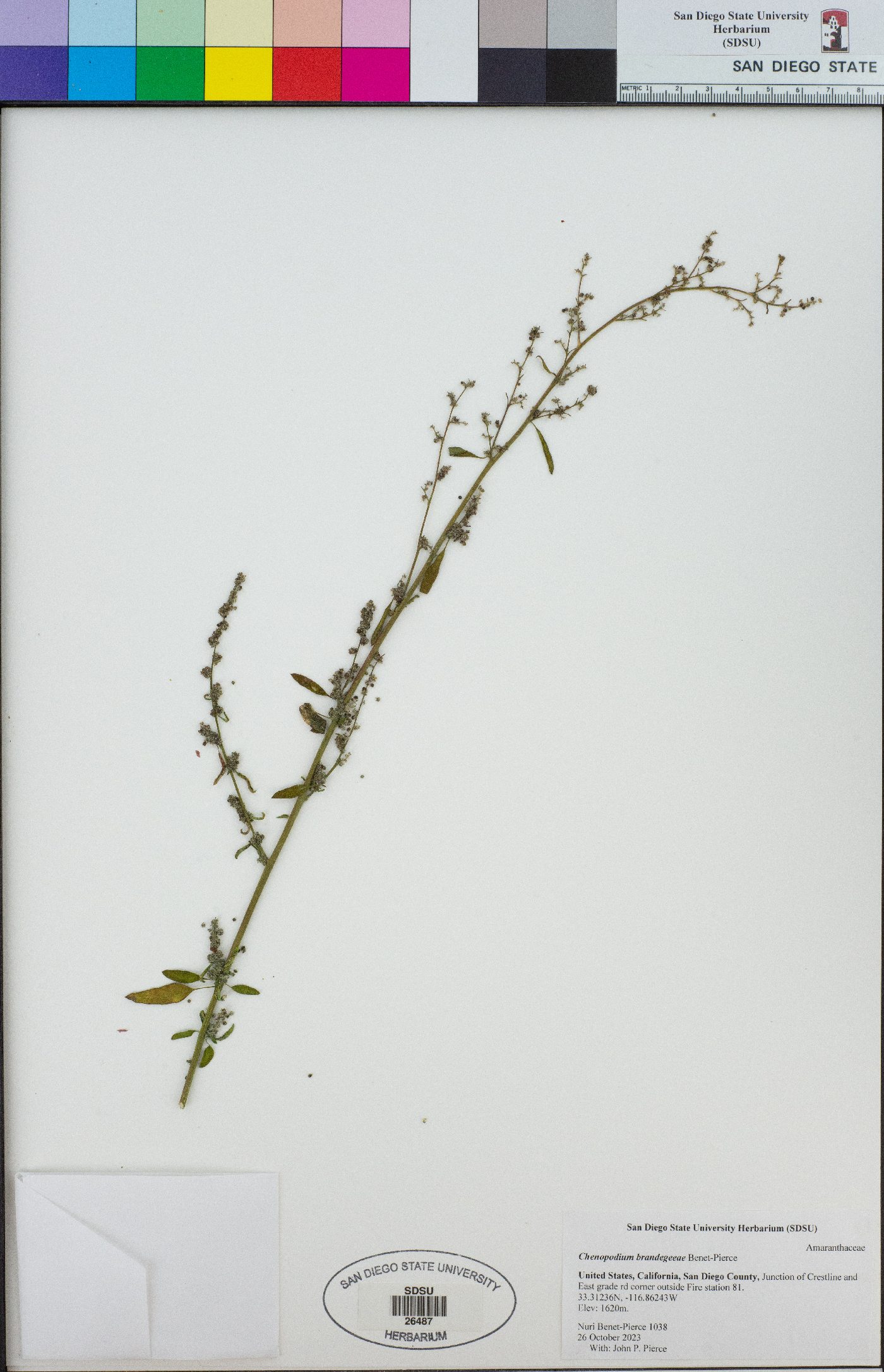 Chenopodium brandegeeae image
