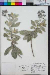 Eriodictyon crassifolium var. crassifolium image