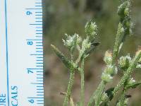 Cryptantha glomeriflora image