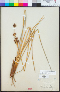 Juncus acutus image