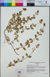 Lonicera subspicata image