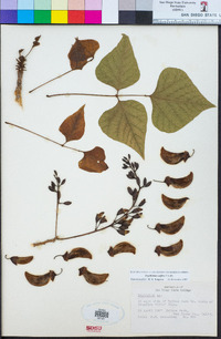 Erythrina caffra image