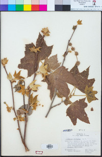 Platanus racemosa image