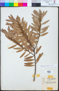 Acacia floribunda image
