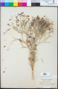 Psorothamnus spinosus image