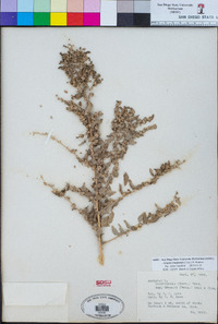 Atriplex lentiformis image