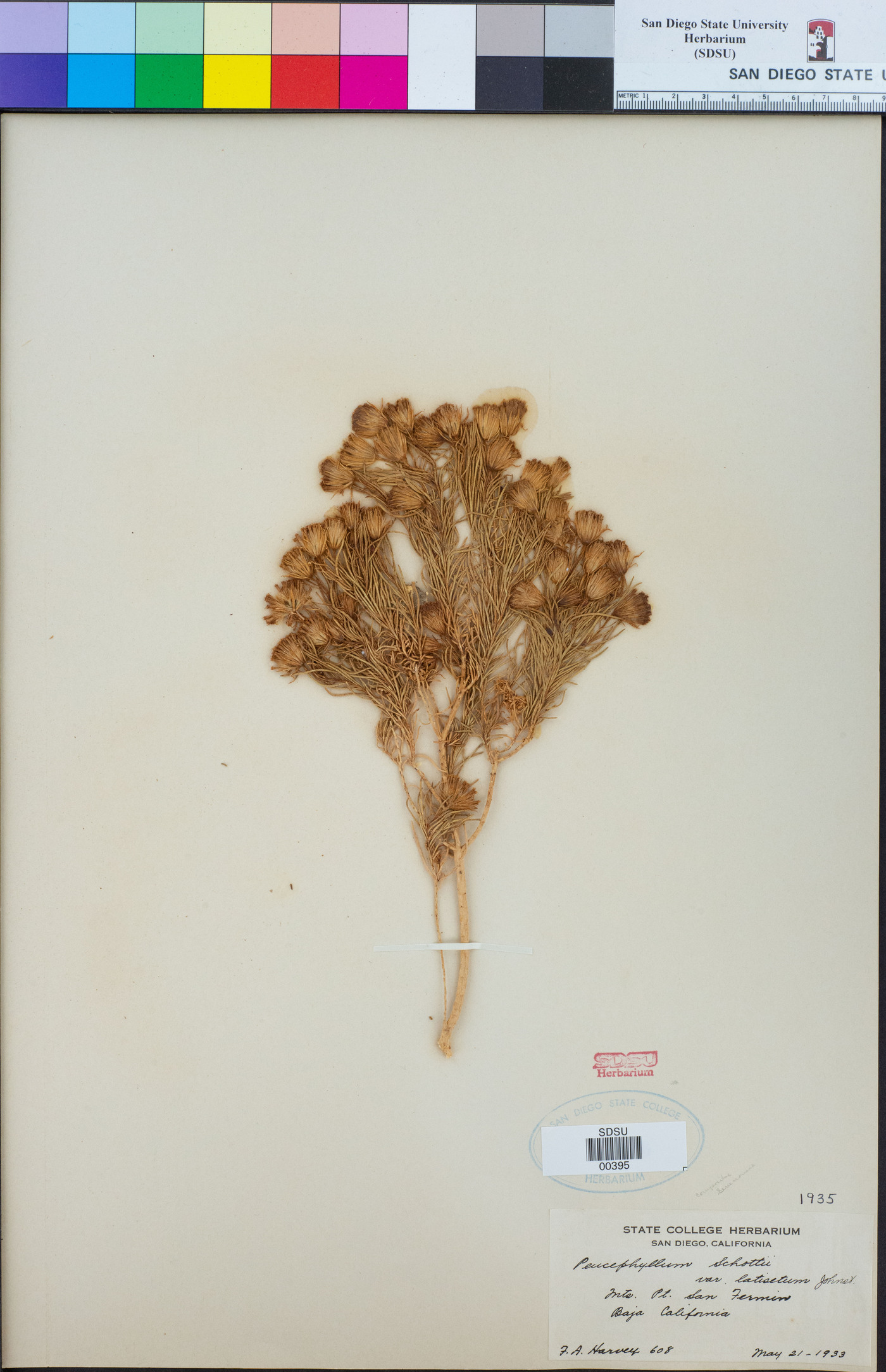 Peucephyllum schottii var. latisetum image