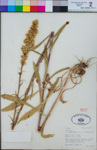 Solidago spectabilis image