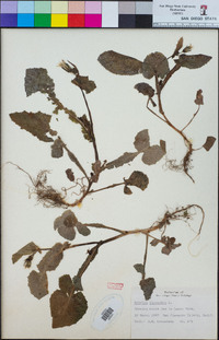 Sonchus oleraceus image