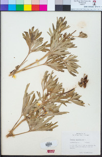 Paeonia californica image