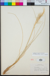 Stipa speciosa image