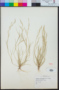 Bouteloua aristidoides image