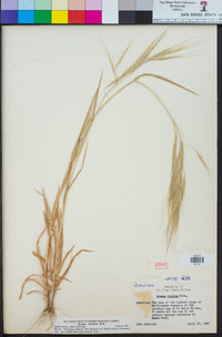 Bromus diandrus image