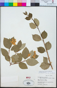 Philadelphus lewisii image