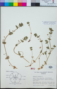 Lysimachia arvensis image