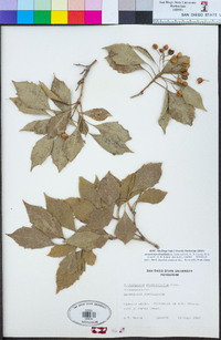 Image of Auranticarpa rhombifolia