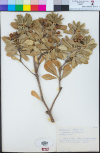 Pittosporum tobira image