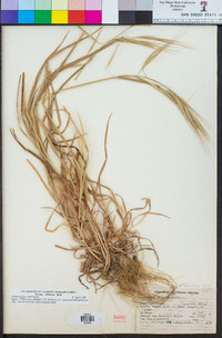 Bromus diandrus image