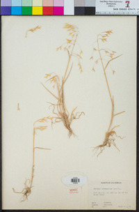 Bromus arenarius image