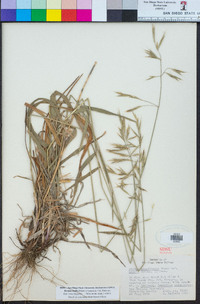 Bromus orcuttianus image