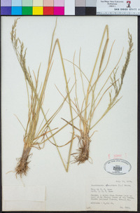 Deschampsia cespitosa image