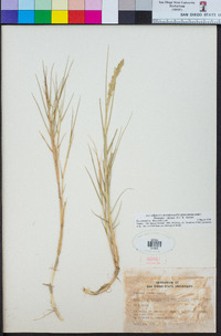 Distichlis spicata image