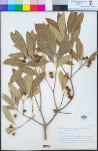 Pittosporum undulatum image