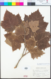 Platanus × hispanica image