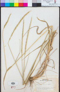 Elymus glaucus subsp. glaucus image