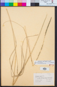 Muhlenbergia rigens image