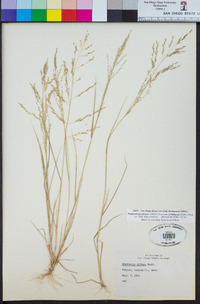 Eragrostis pectinacea image