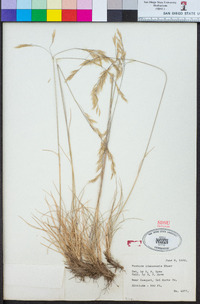 Festuca idahoensis image