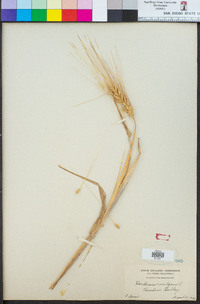 Hordeum vulgare image