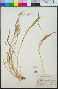 Hordeum murinum image